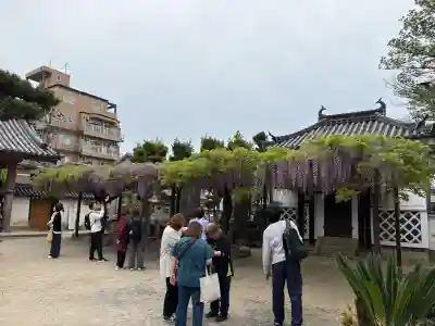 葛井寺の{uncategorized: "未分類", other: "その他", undefined: "問題あり", building: "その他建物", grave: "お墓", sacred_gate: "鳥居", guardian: "狛犬", statue: "像", buddha: "仏像", history: "歴史", nature: "自然", garden: "庭園", animal: "動物", pagoda: "塔", temizu: "手水舎", mountain_gate: "山門・神門", sanctuary: "本殿・本堂", subordinate: "末社・摂社", art: "芸術", scenery: "景色", jizo: "地蔵", ema: "絵馬", goshuin: "御朱印", omikuji: "おみくじ", items: "授与品その他", amulet: "お守り", goshuincho: "御朱印帳", eats: "食事", festival: "お祭り", votive_dance: "神楽", shichigosan: "七五三参", wedding: "結婚式", experience: "体験その他", initially: "初詣", around: "周辺", anti_infection: "感染症対策"}
