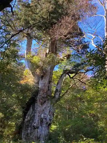 木魂神社(鹿児島県)