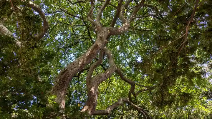 大麻神社の自然