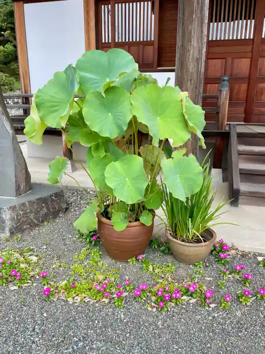 楊谷寺(神奈川県)