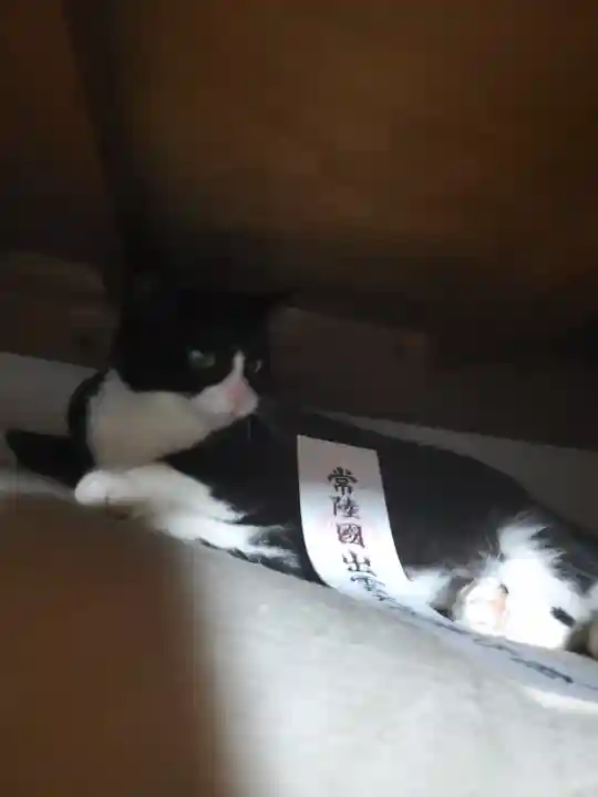 常陸国出雲大社の動物