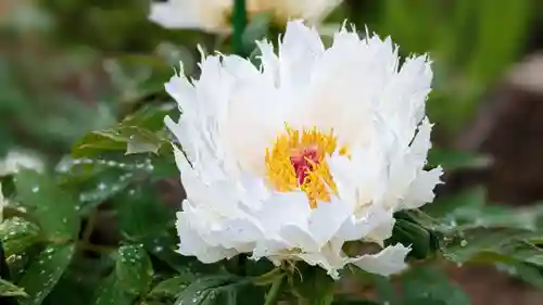 金蛇水神社(宮城県)