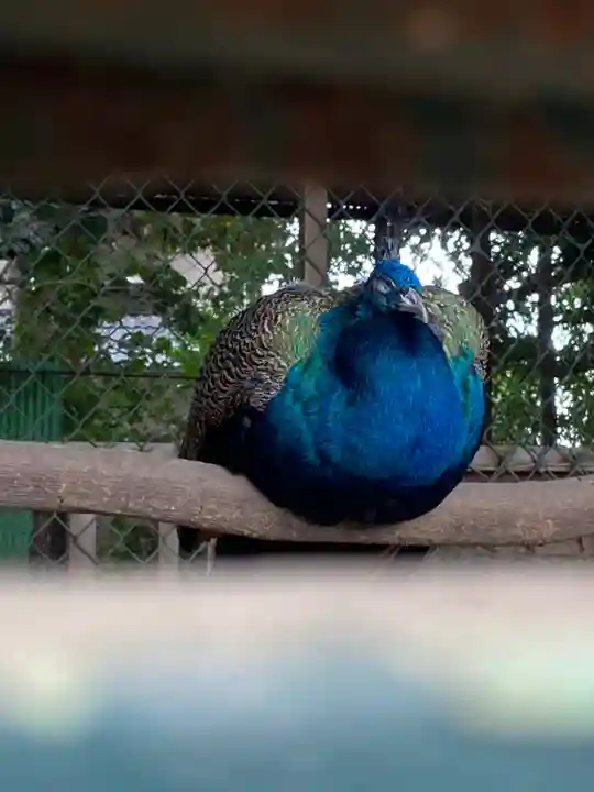 岩槻久伊豆神社の動物