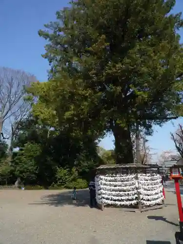 鷲宮神社のおみくじ