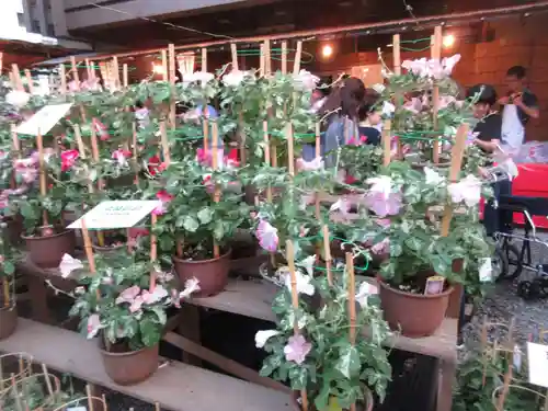 真源寺（入谷鬼子母神）の自然