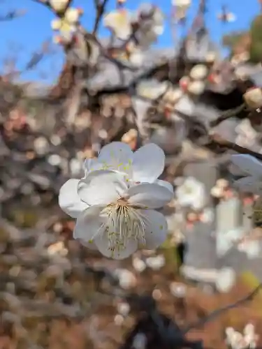 福蔵院(東京都)