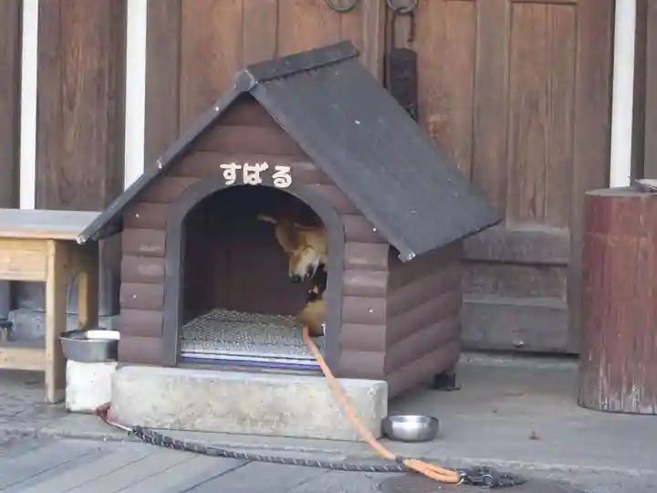 感通寺の動物