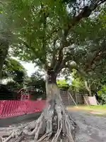 正一位稲荷大明神(築山稲荷社)の自然