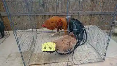 彌彦神社(新潟県)