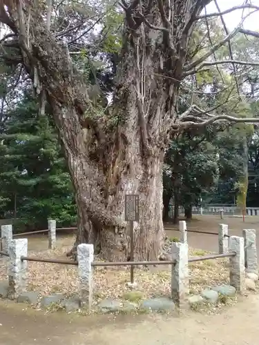 赤坂氷川神社(東京都)
