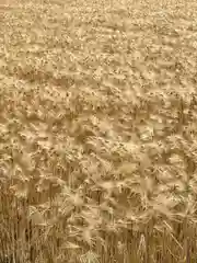 高繁大明神(稲荷)の自然