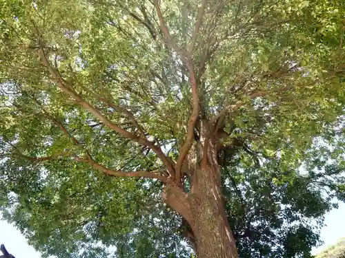 酒列磯前神社の自然