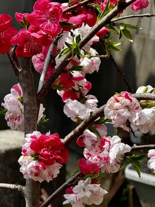 六孫王神社(京都府)