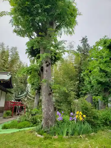 鷺宮八幡神社の自然