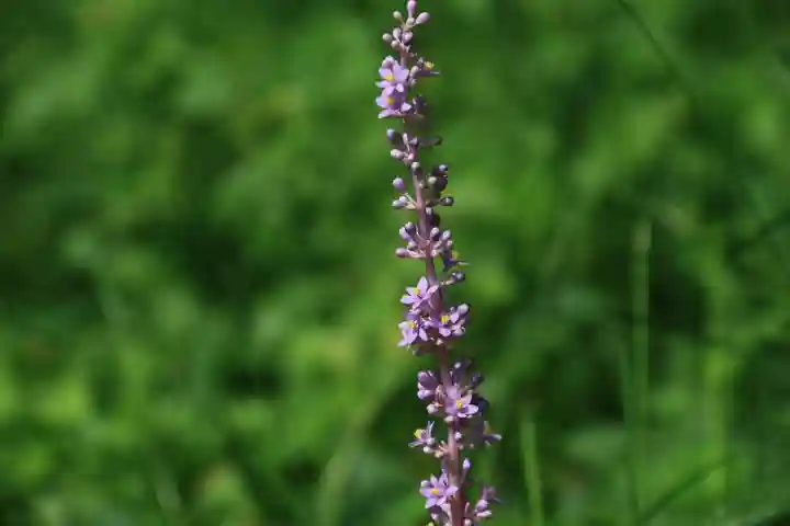 愛宕神社の自然