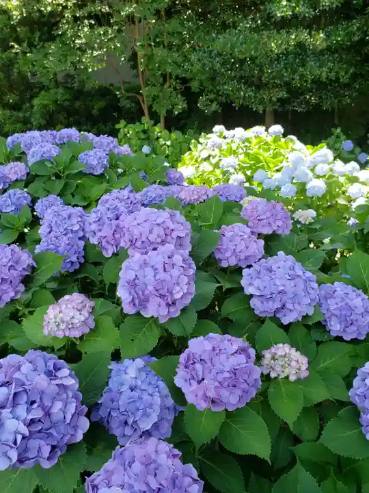 妙法寺(東京都)