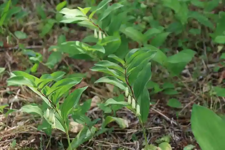田村神社の自然