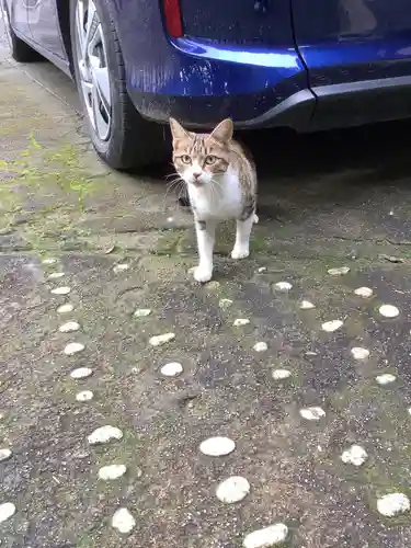 玉野御嶽神社の動物