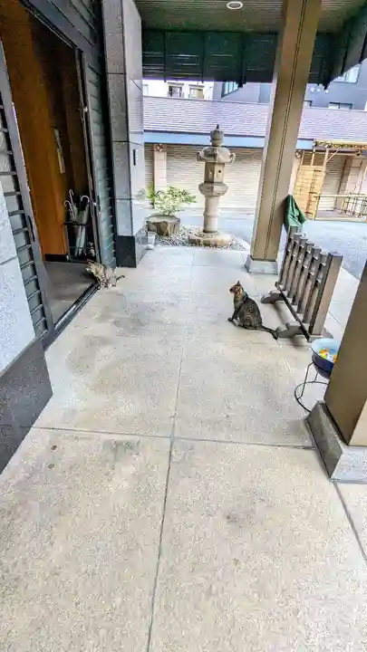 白金氷川神社の動物