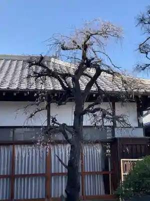 浄念寺(埼玉県)