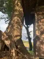 若宮神社の自然