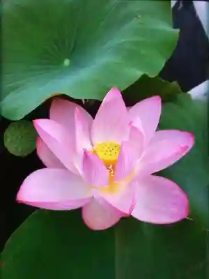 長善寺(東京都)