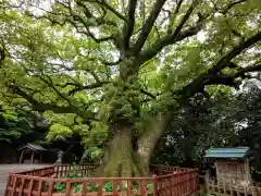 高良大社の自然