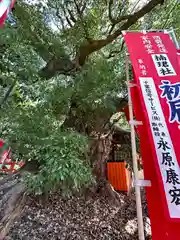 住吉大社(大阪府)