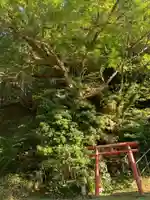 諏訪神社の鳥居