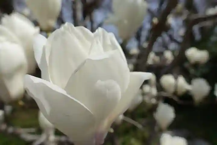 上品蓮台寺の自然