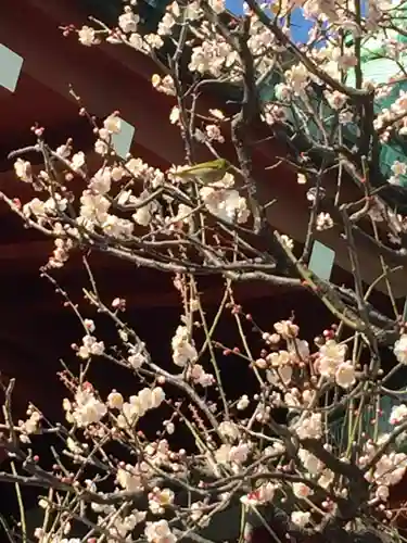 亀戸天神社の自然