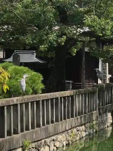 東寺（教王護国寺）の動物