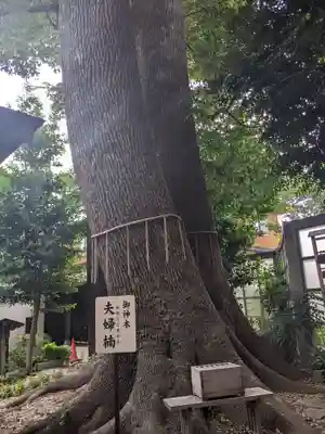鳩ヶ谷氷川神社(埼玉県)