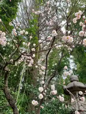 阿佐ヶ谷神明宮(東京都)