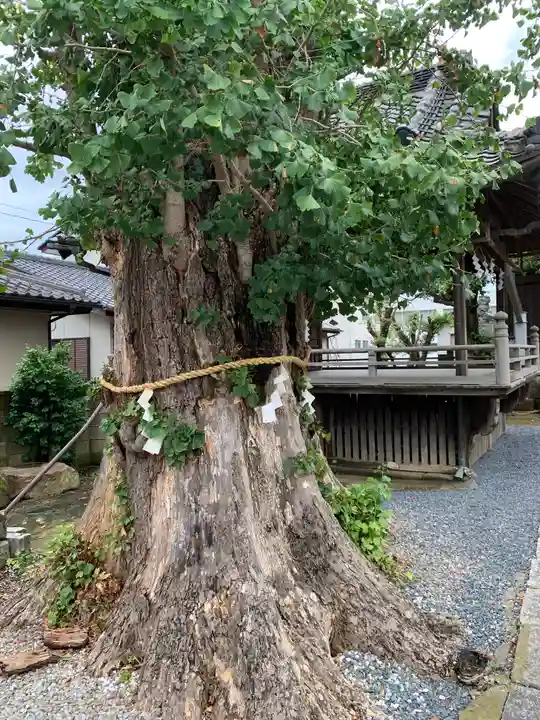 富田八坂神社の自然