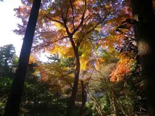 鶴岡八幡宮の自然
