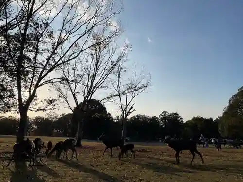 興福寺 五重塔の動物