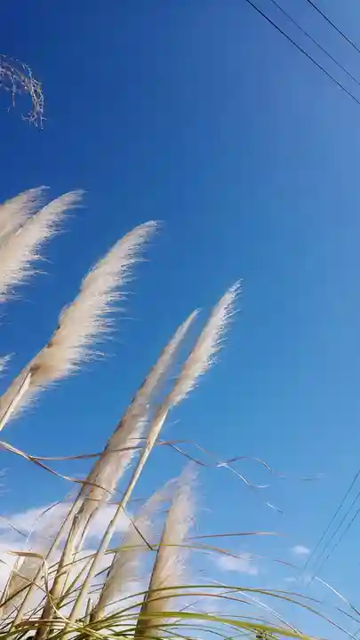 尾張大國霊神社(国府宮)の自然