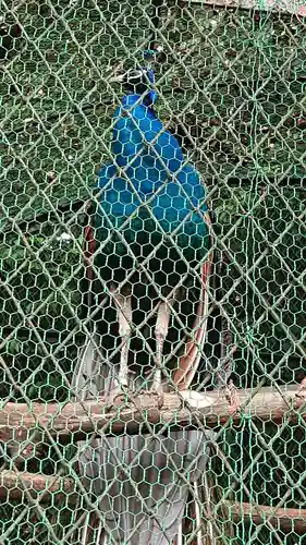 岩槻久伊豆神社の動物