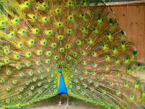 岩槻久伊豆神社の動物