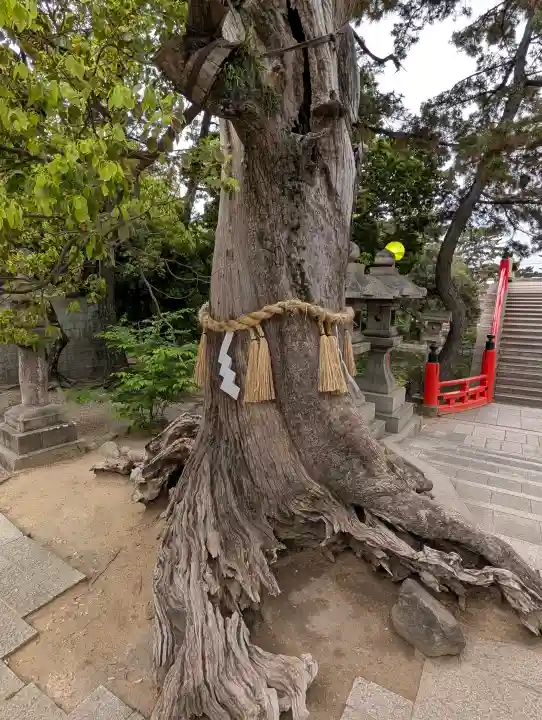 住吉大社の{uncategorized: "未分類", other: "その他", undefined: "問題あり", building: "その他建物", grave: "お墓", sacred_gate: "鳥居", guardian: "狛犬", statue: "像", buddha: "仏像", history: "歴史", nature: "自然", garden: "庭園", animal: "動物", pagoda: "塔", temizu: "手水舎", mountain_gate: "山門・神門", sanctuary: "本殿・本堂", subordinate: "末社・摂社", art: "芸術", scenery: "景色", jizo: "地蔵", ema: "絵馬", goshuin: "御朱印", omikuji: "おみくじ", items: "授与品その他", amulet: "お守り", goshuincho: "御朱印帳", eats: "食事", festival: "お祭り", votive_dance: "神楽", shichigosan: "七五三参", wedding: "結婚式", experience: "体験その他", initially: "初詣", around: "周辺", anti_infection: "感染症対策"}