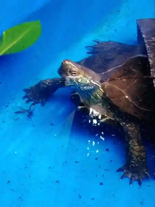下谷神社(東京都)