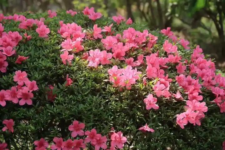 開成山大神宮の庭園