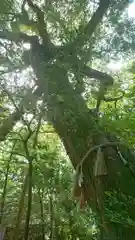 大野神社の自然