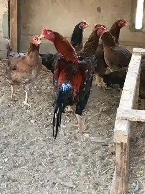 廣厳院の動物