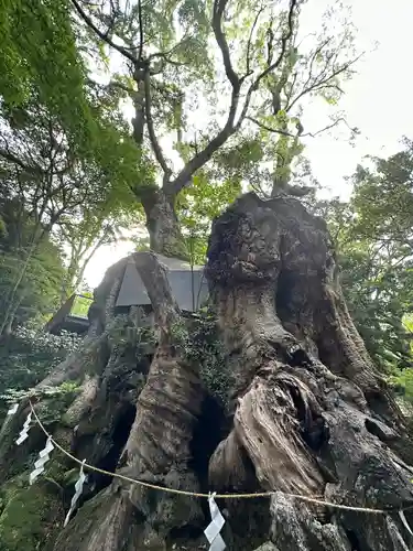 來宮神社の自然