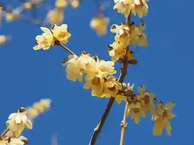 宝登山神社(埼玉県)