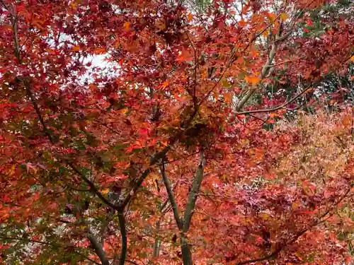 武雄神社の自然