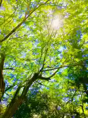 神崎神社の自然