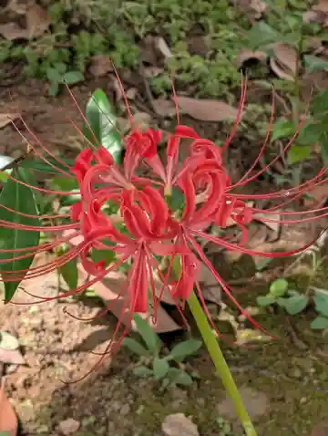 天満天神社(神奈川県)